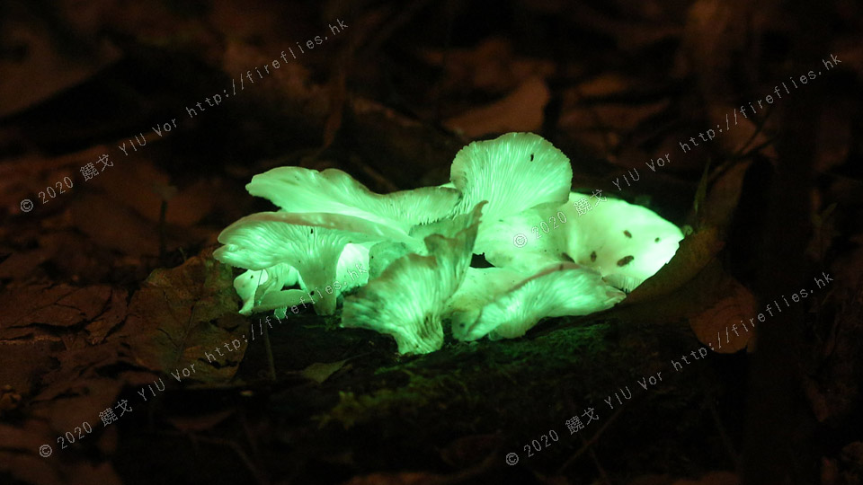 glowing mushroom1