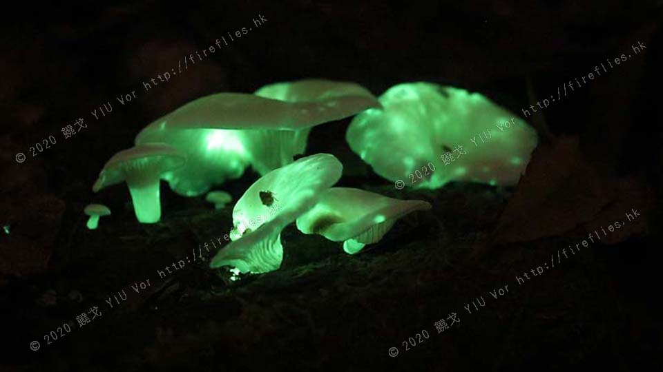 glowing_mushroom_20120512a