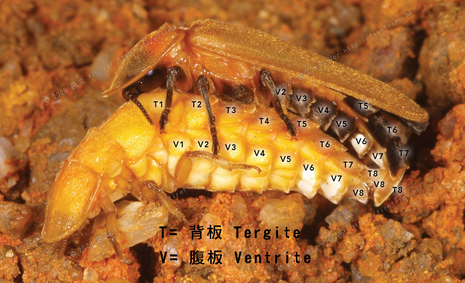 abdomen segments