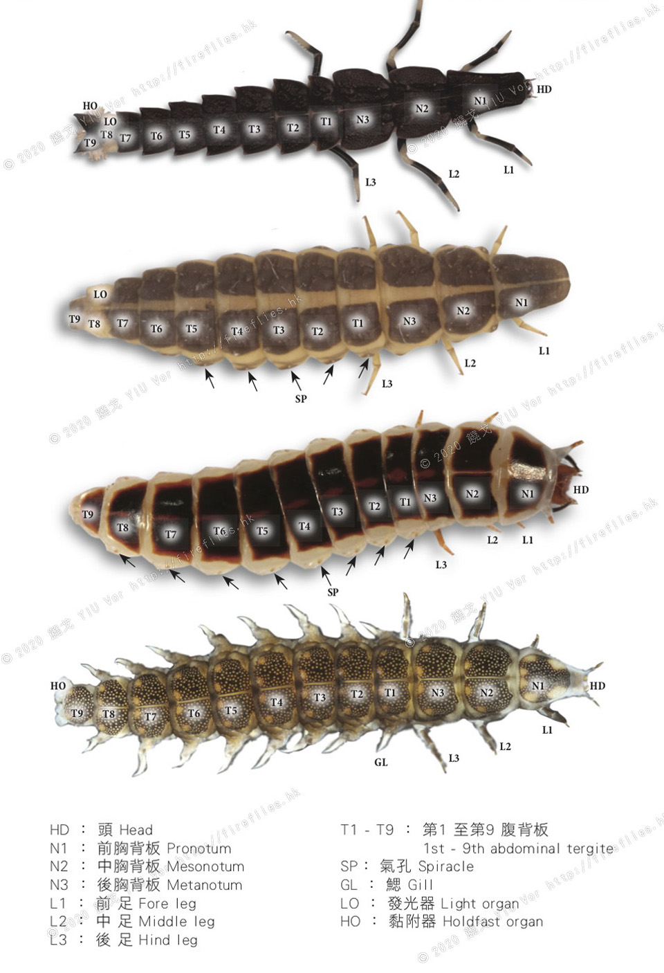 larvae segments
