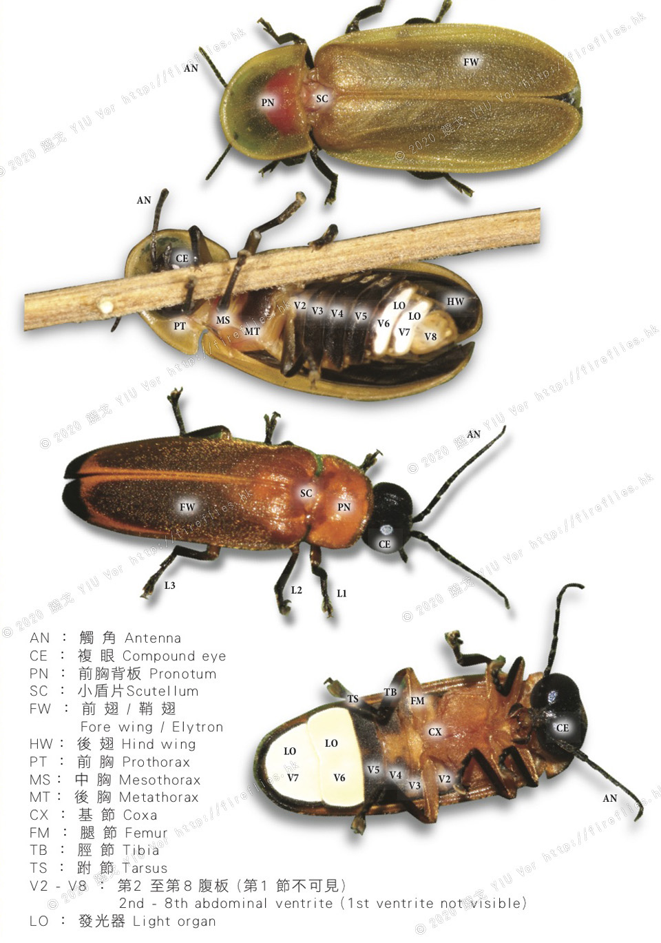 morphology1