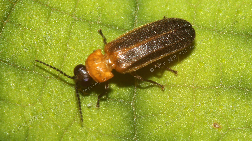 20170610-080716