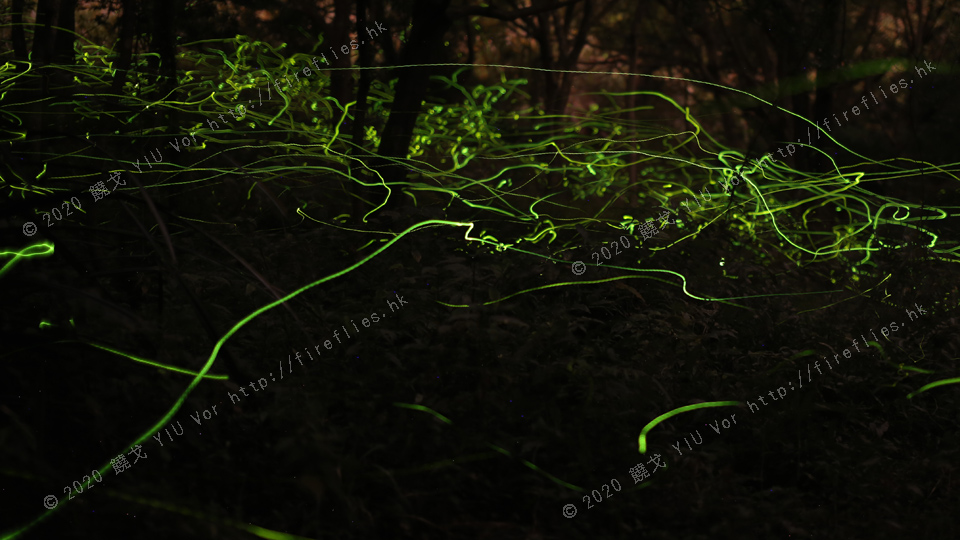 lampyroides_tracks2