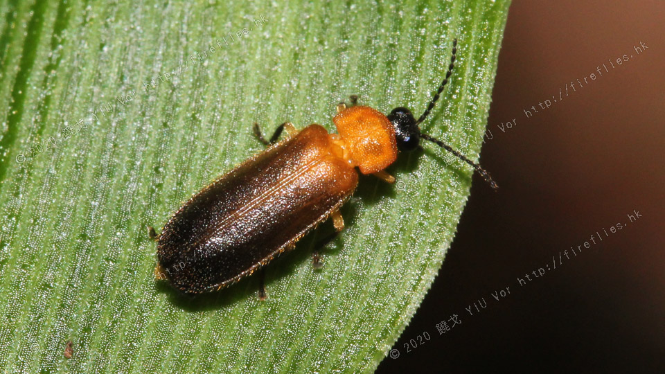 20110614-21081293