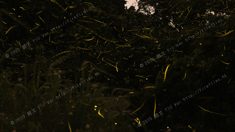 many Pteroptyx maipo